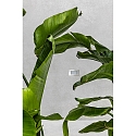 Faro Luminaire d'encastrement mural  GRON angulaire, commutable, avec diffuseur IP65, nickel satin� 